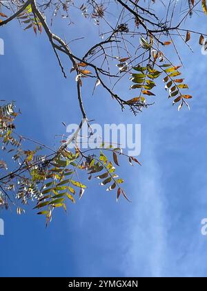 Sumac Prairie flameleaf (Rhus lanceolata) Foto Stock