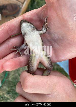 Rana leopardo delle pianure (Lithobates blairi) Foto Stock