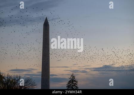 Washington, Stati Uniti. 21 novembre 2024. Il Washington Monument dal South Lawn della Casa Bianca a Washington, DC il 21 novembre 2024. (Foto di Annabelle Gordon/Sipa USA). Crediti: SIPA USA/Alamy Live News Foto Stock