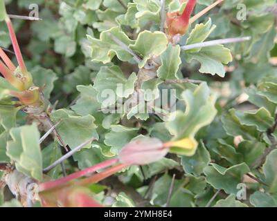 Candela Bushman (Monsonia crassicaulis) Foto Stock