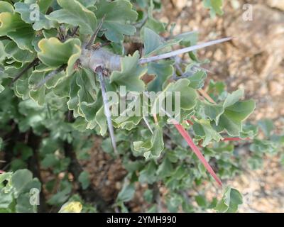 Candela Bushman (Monsonia crassicaulis) Foto Stock