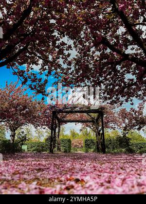 Una splendida scena di fiori di ciliegio in un parco con un gazebo al centro Foto Stock