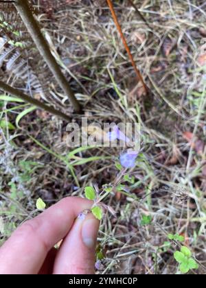 Legno nepitella (Clinopodium menthifolium) Foto Stock