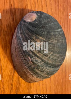 Abalone nero (Haliotis cracherodii) Foto Stock