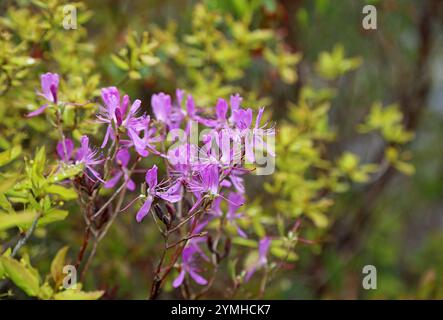 Azalea Fiori - Maine Foto Stock