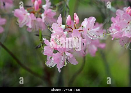 Fiori rosa azalea - Maine Foto Stock