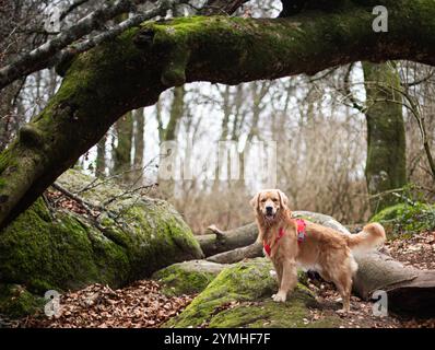 Golden retriever nel bosco in natura selvaggia Foto Stock