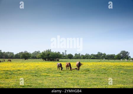 I cavalli pascolano pacificamente su un pascolo a Zasavica, Vojvodina, Serbia mangiando e pascolando erba in un paesaggio rurale tradizionale. Gli equidi sono un simbolo Foto Stock