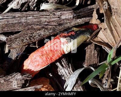 diavolo (Mutinus elegans) Foto Stock