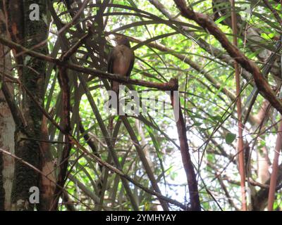 Spectacled Tordo (Turdus nudigenis) Foto Stock