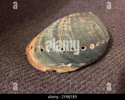 Abalone nero (Haliotis cracherodii) Foto Stock