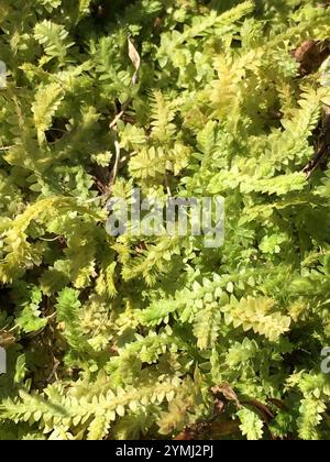 Spikemoss del prato (Selaginella apoda) Foto Stock
