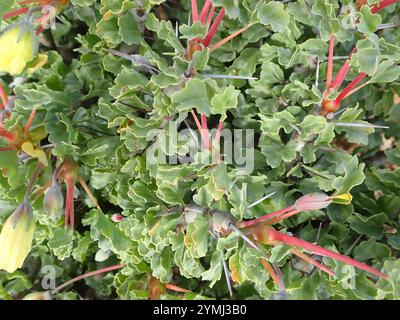 Candela Bushman (Monsonia crassicaulis) Foto Stock