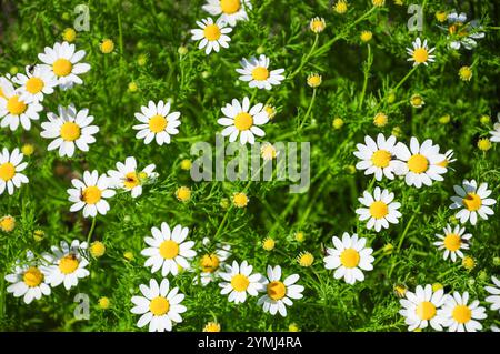 Vibrante campo di margherite che crogiolano alla luce del sole contro una vegetazione lussureggiante. Foto Stock