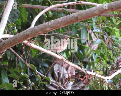 Spectacled Tordo (Turdus nudigenis) Foto Stock