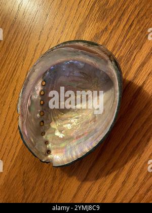 Abalone nero (Haliotis cracherodii) Foto Stock