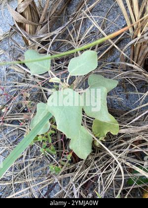 Spiaggia di Croton (Croton punctatus) Foto Stock