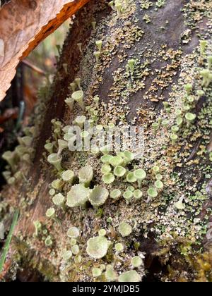 Tazza di mealy Pixie (Cladonia clorophaea) Foto Stock