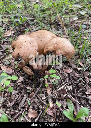 Fungo di miele senza anelli (Desarmillaria caespitosa) Foto Stock