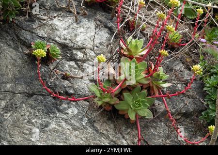 Lattuga di scoglio (Dudleya farinosa) Foto Stock