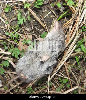 Gamberetto a coda corta meridionale (Blarina carolinensis) Foto Stock