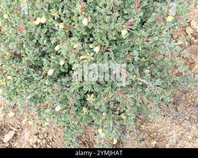 Candela Bushman (Monsonia crassicaulis) Foto Stock