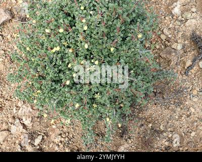 Candela Bushman (Monsonia crassicaulis) Foto Stock