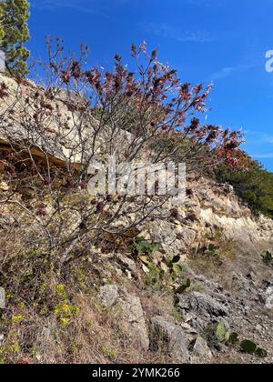 Sumac Prairie flameleaf (Rhus lanceolata) Foto Stock