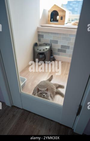 Il gatto solitario aspetta i proprietari in una camera d'albergo e si sente annoiato. Pensione per animali, ospitalità, ricovero Foto Stock