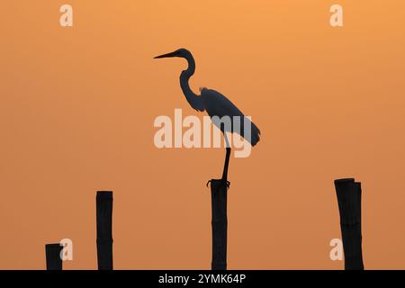 Grande egret orientale arroccato e volato su un palo di legno durante il tramonto. Foto Stock