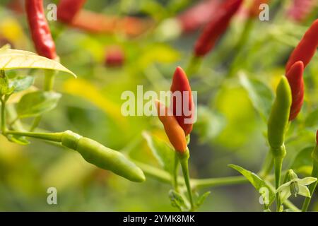 Vista dettagliata del peperoncino in varie fasi di maturazione, dal verde al rosso, che cresce su una pianta vivace. Foto Stock