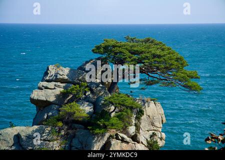 Contea di Yangyang, Corea del Sud - 3 novembre 2024: L'iconico albero di pino arroccato su un'aspra formazione rocciosa a Hajodae, che si affaccia sulle vaste acque blu Foto Stock