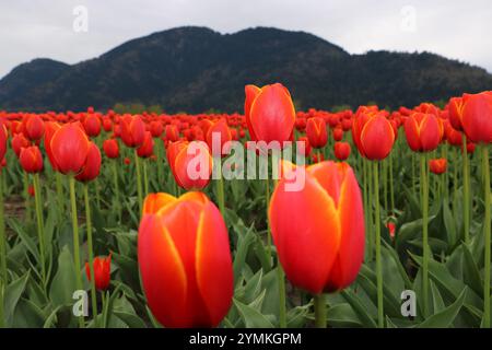 Un campo vibrante di tulipani rossi con bordi gialli si estende verso maestose montagne sullo sfondo, creando un incredibile contrasto della bellezza della natura Foto Stock