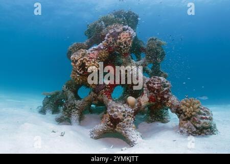 La più grande barriera corallina artificiale stampata in 3D del mondo nelle Maldive, l'atollo di North male, accanto all'isola estiva (Ziyaaraifushi). Foto Stock