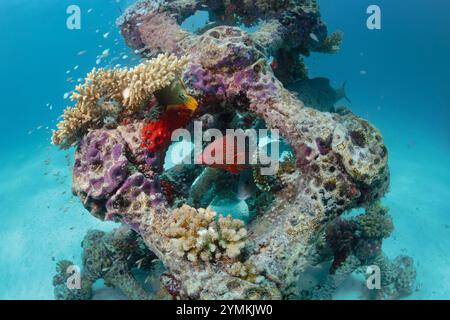 La più grande barriera corallina artificiale stampata in 3D del mondo nelle Maldive, l'atollo di North male, accanto all'isola estiva (Ziyaaraifushi). Foto Stock