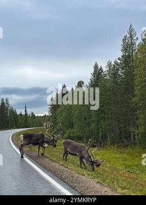 Renne su una strada finlandese, Lapponia Foto Stock