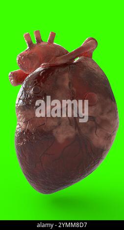 cuore umano realistico con sfondo verde Foto Stock