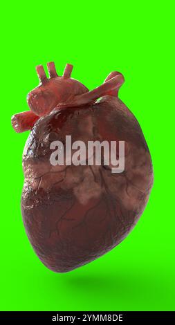 cuore umano realistico con sfondo verde Foto Stock