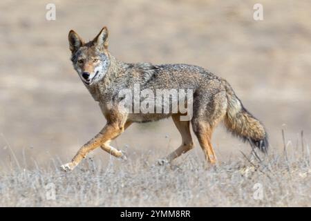 Coyote adulto in fuga. Arastradero Preserve, California, USA. Foto Stock