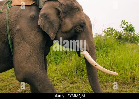 CHITWAN, NEPAL il 22 gennaio 20123 gli elefanti vengono allevati e addestrati nel Centro di allevamento,. Foto di alta qualità Foto Stock