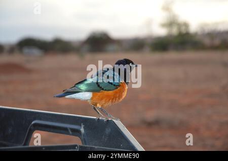 stelle lucide a tre colori viste durante il Safari nel Parco Nazionale di Tsavo West, Kenya Foto Stock