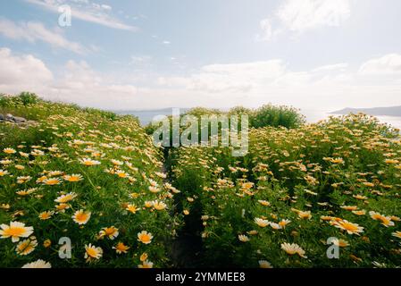 Le margherite gialle Argyranthemum sono in piena fioritura, circondate da lussureggianti frontoni verdi e creano una splendida e vibrante scena di giardini. Alta qualità Foto Stock