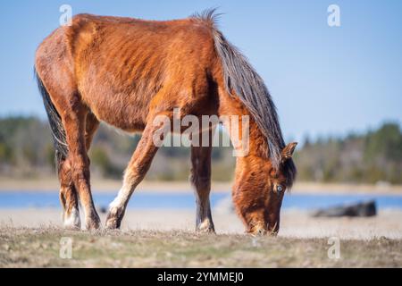 Cavallo nativo estone (Estone Klepper) che pascolano nel prato costiero. Cavallo color castagno con fiamme bianche sul prato della spiaggia. Primavera su Foto Stock