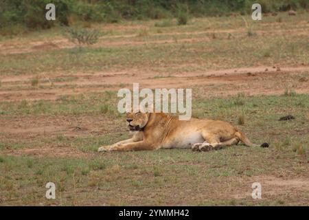 Pregant female Lion a Savanna Foto Stock