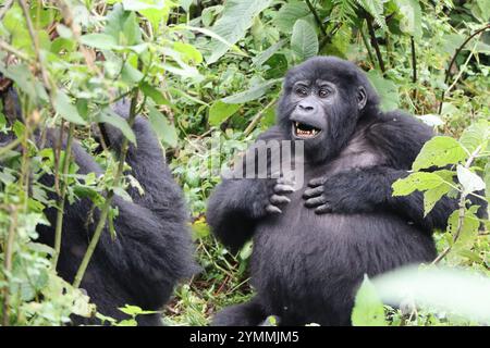 Un giovane gorilla di montagna che batte il petto nella Foresta impenetrabile di Bwindi in Uganda Foto Stock