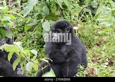 Gorilla giovane in natura / Gorilla Tracking / Bwindi Forrest impenetrabile Uganda Foto Stock