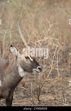 Waterbock con un solo corno - unicorno Foto Stock