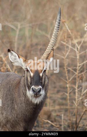 Waterbock con un solo corno - unicorno Foto Stock