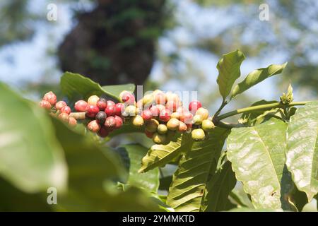 Ramo di caffè robusta, isola di Giava. Foto Stock