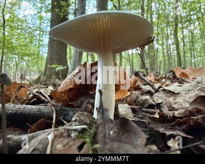 Tricholoma stiparophyllum, noto come fungo chimico del cavaliere Foto Stock